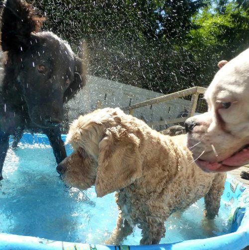 Three dogs playing outside in a wading pool.