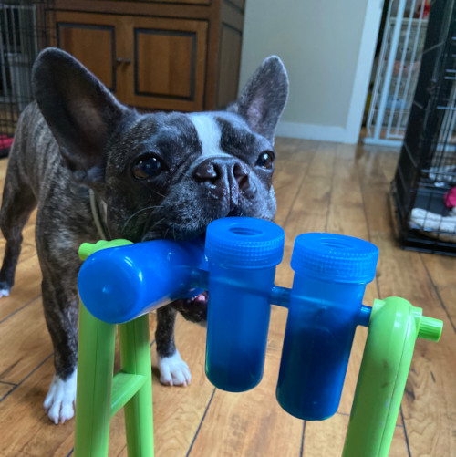 Small dog plays with a game toy indoors.