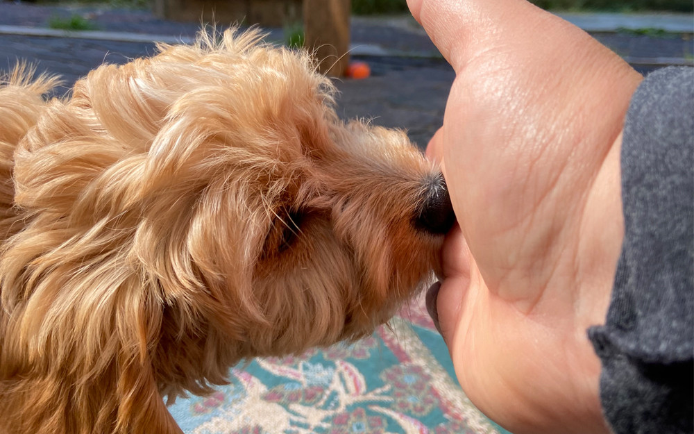 Small dog touches a trainer's palm with its nose.