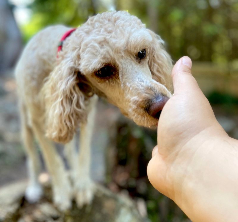 Poodle learns hand targeting with a trainer.