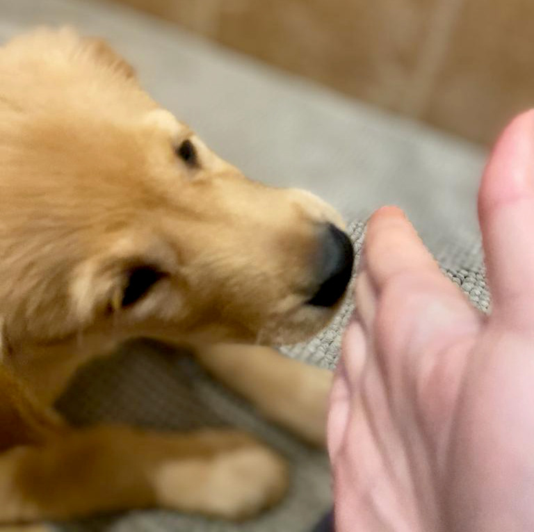 Very young puppy touching its nose to trainer's hand.