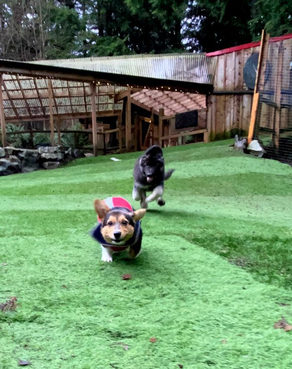 Two excited puppies running on green grass.