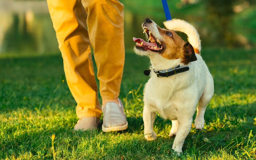 Dog Walking with Owner on a Leash