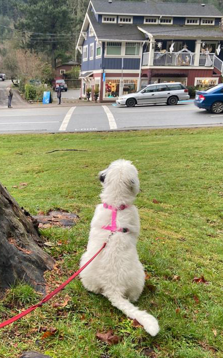 White dog waiting patiently on leash by a tree.