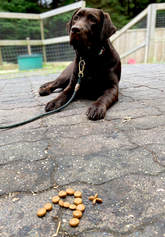 Chocolate Labrador retriever waiting patiently on leash for treats.