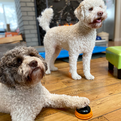 Two dogs playing in front of a fire place.