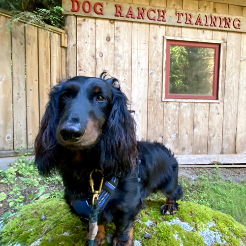 Happy dog stands in front of Bowen Island Dog Ranch training hut.