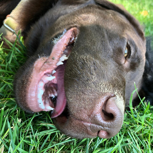 Dog lies on the grass with a happy smile.