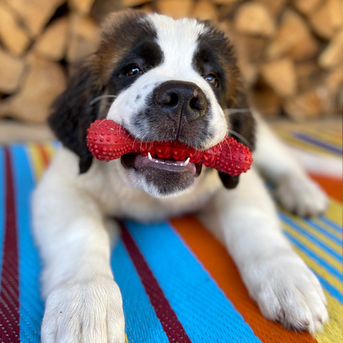 Puppy with a red bone chew toy in its mouth.