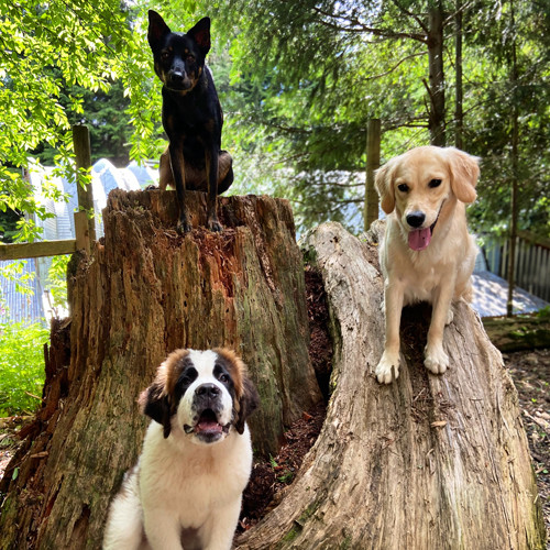 Three dogs sitting calmly on tree stumps.