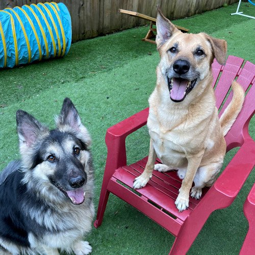 Two happy dogs sitting on a red chair.