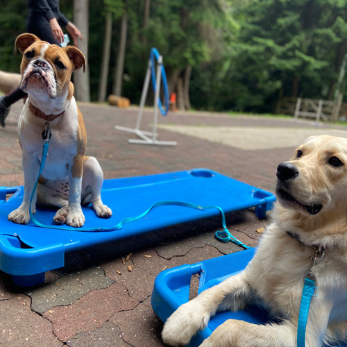 Dogs on training mats waiting for the next game.