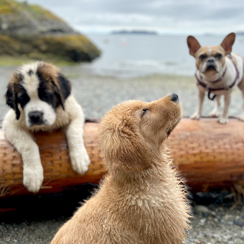 Three dogs enjoy a day at the beach.