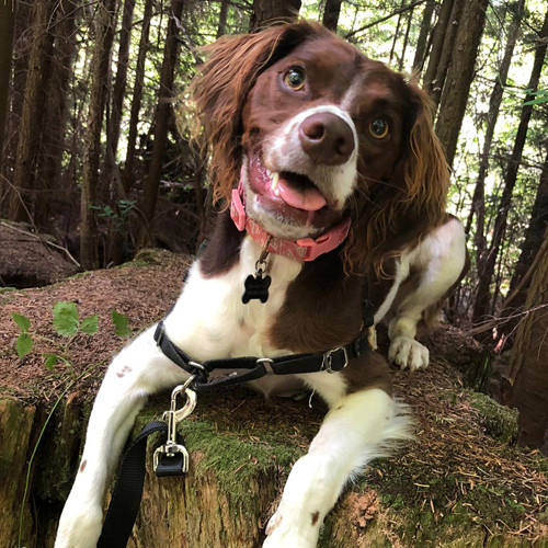 Cocker spaniel looking excited in a forest.