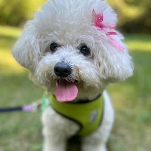 Dog named Sophie with a pink ribbon in her hair.
