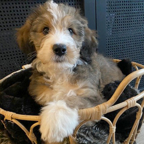 Cute dog sitting in a comfy basket.