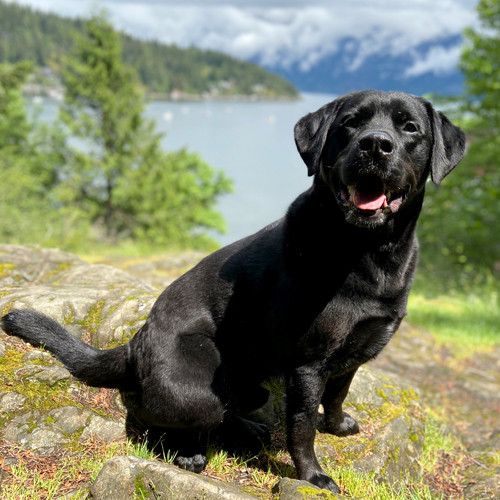 Rosco the dog with a beautiful view of the ocean.