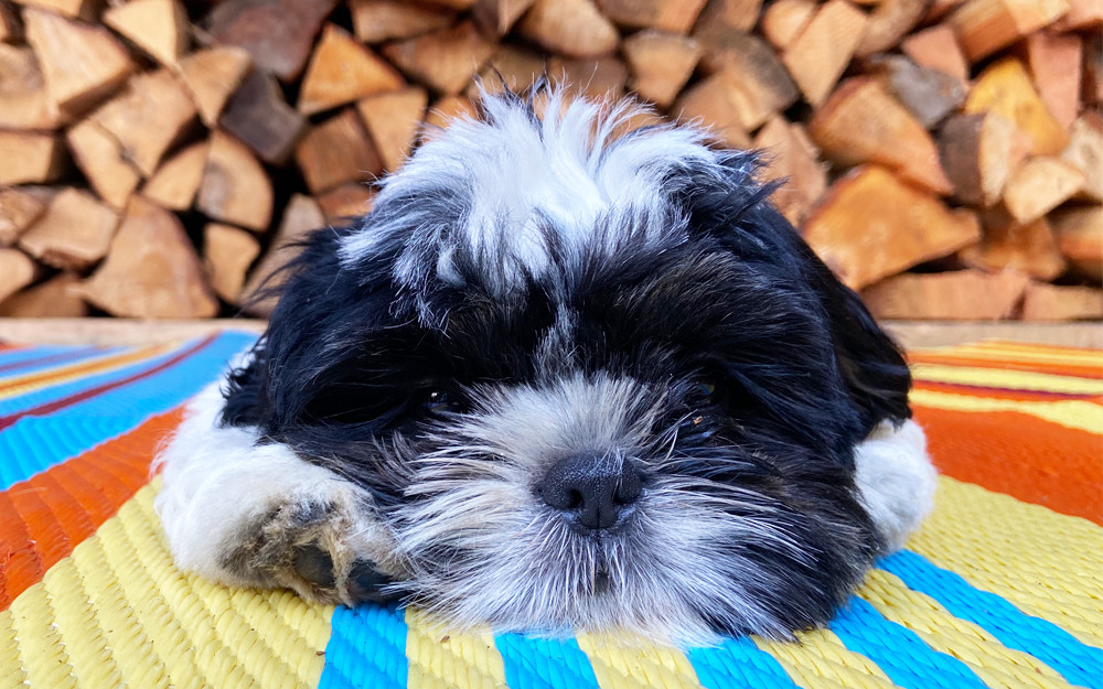 Cute puppy settled on a multi-coloured rug.