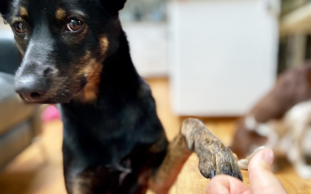 Attentive dog extends a paw to her dog owner.