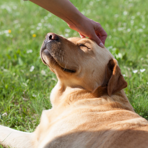 Happy golden Lab getting a head scratch outside.