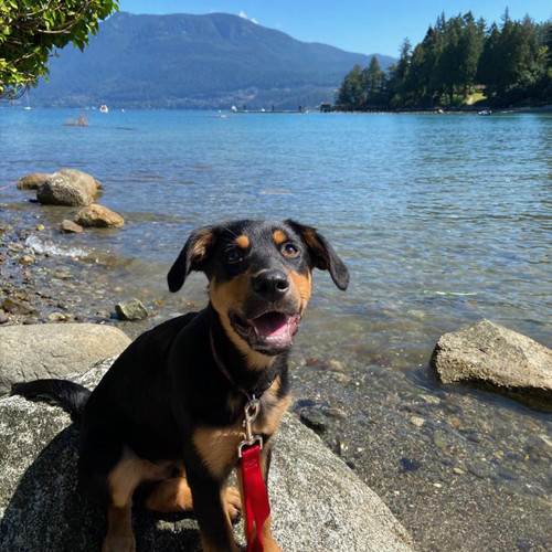 Chevy the dog at the Beach on Bowen Island.