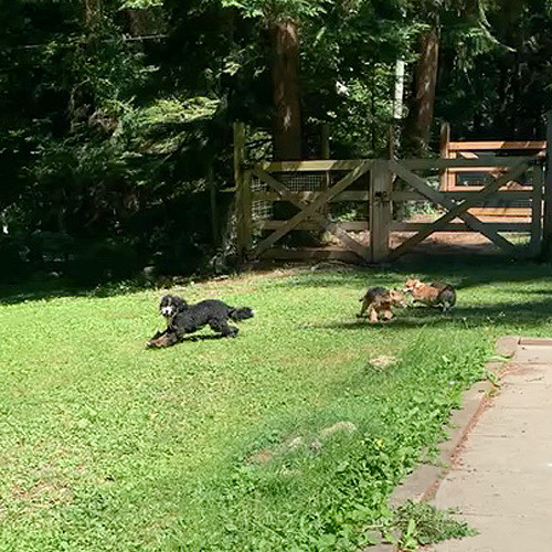 Dogs running around carefree at the Dog Ranch.