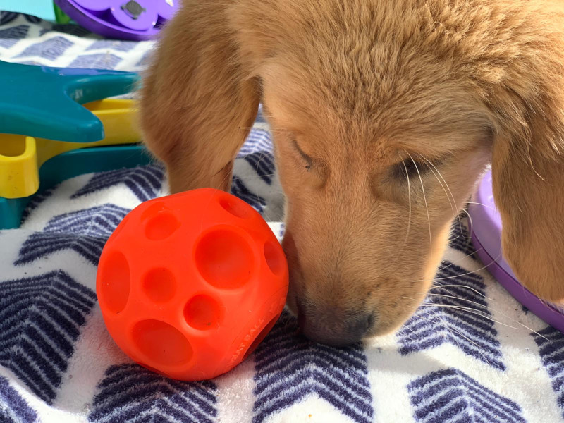 Dog nuzzles orange treat ball.