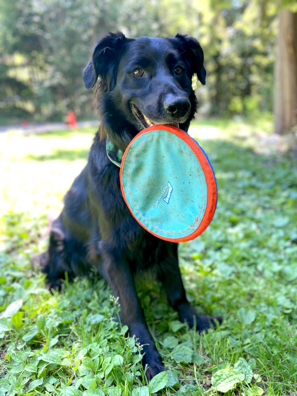 Black dog holds a Frisbee in his mouth.