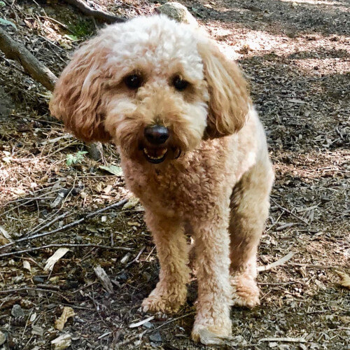 Fluffy dog waiting patiently in the forest on a walk at Day Camp.
