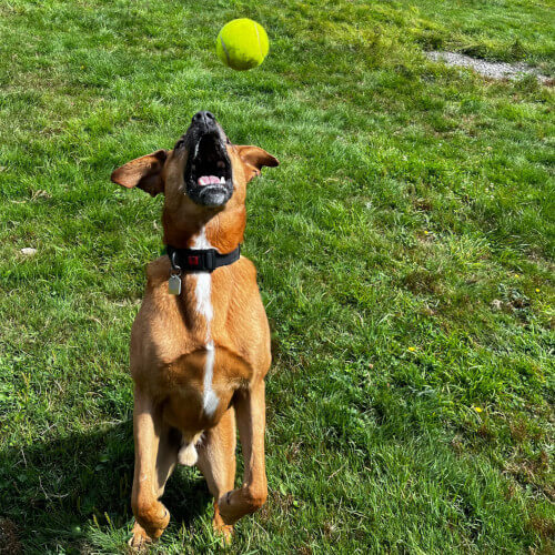 Dog playing catch on the grass with a tennis ball.
