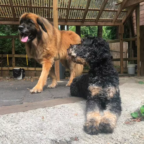 Dogs hanging out at Bowen Dog Ranch Day Camp.