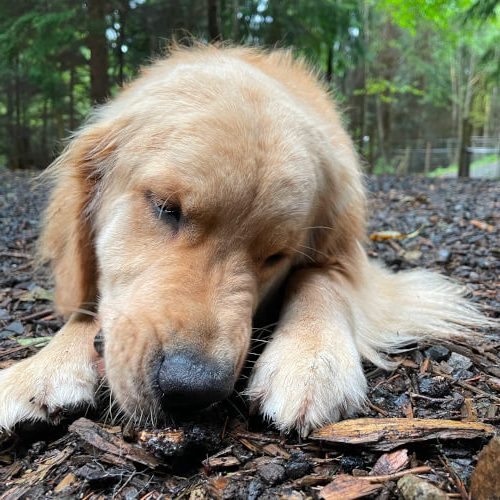 Cute puppy playing in the woods.