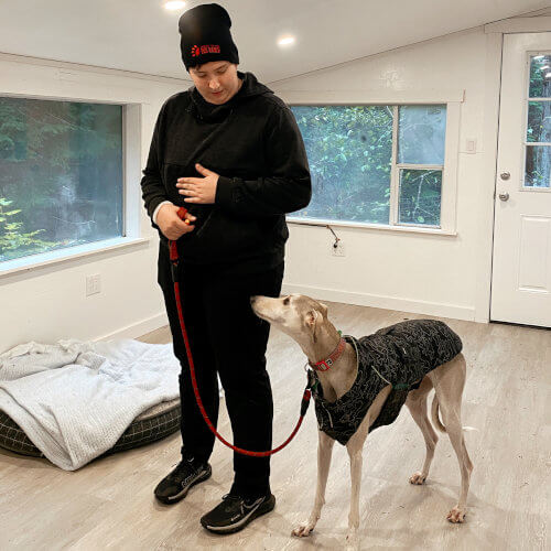 a light brown dog doing indoor training with a trainer on a leash