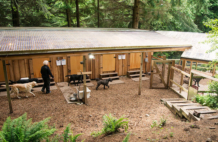 Barn dog boarding facility at the Bowen Island Dog Ranch