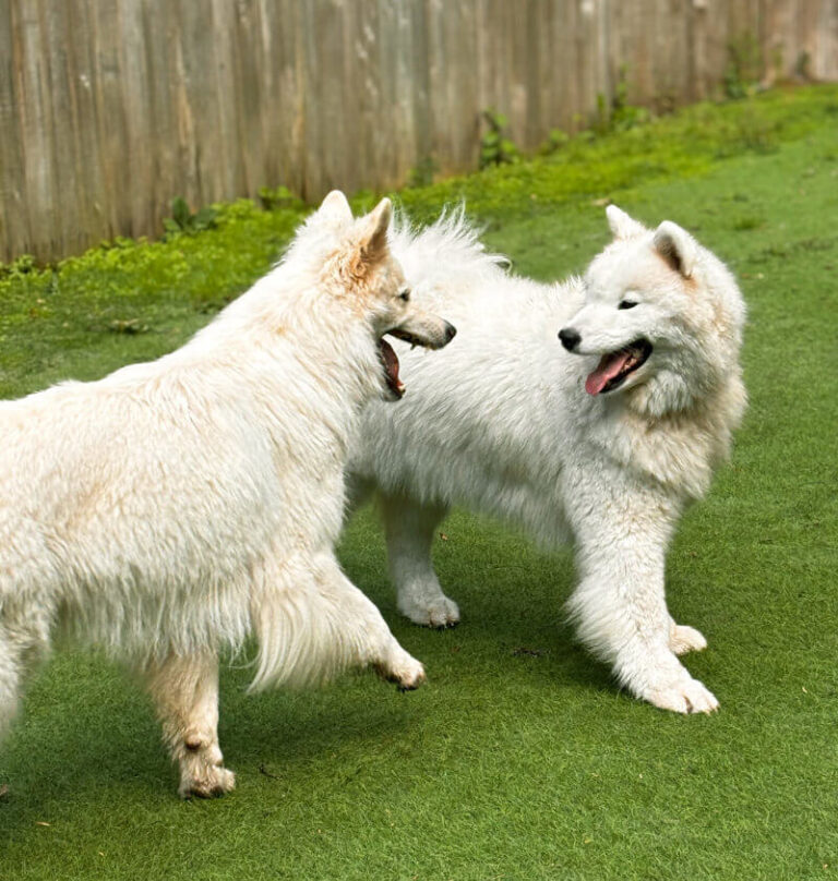 Bowen Island Dog Ranch