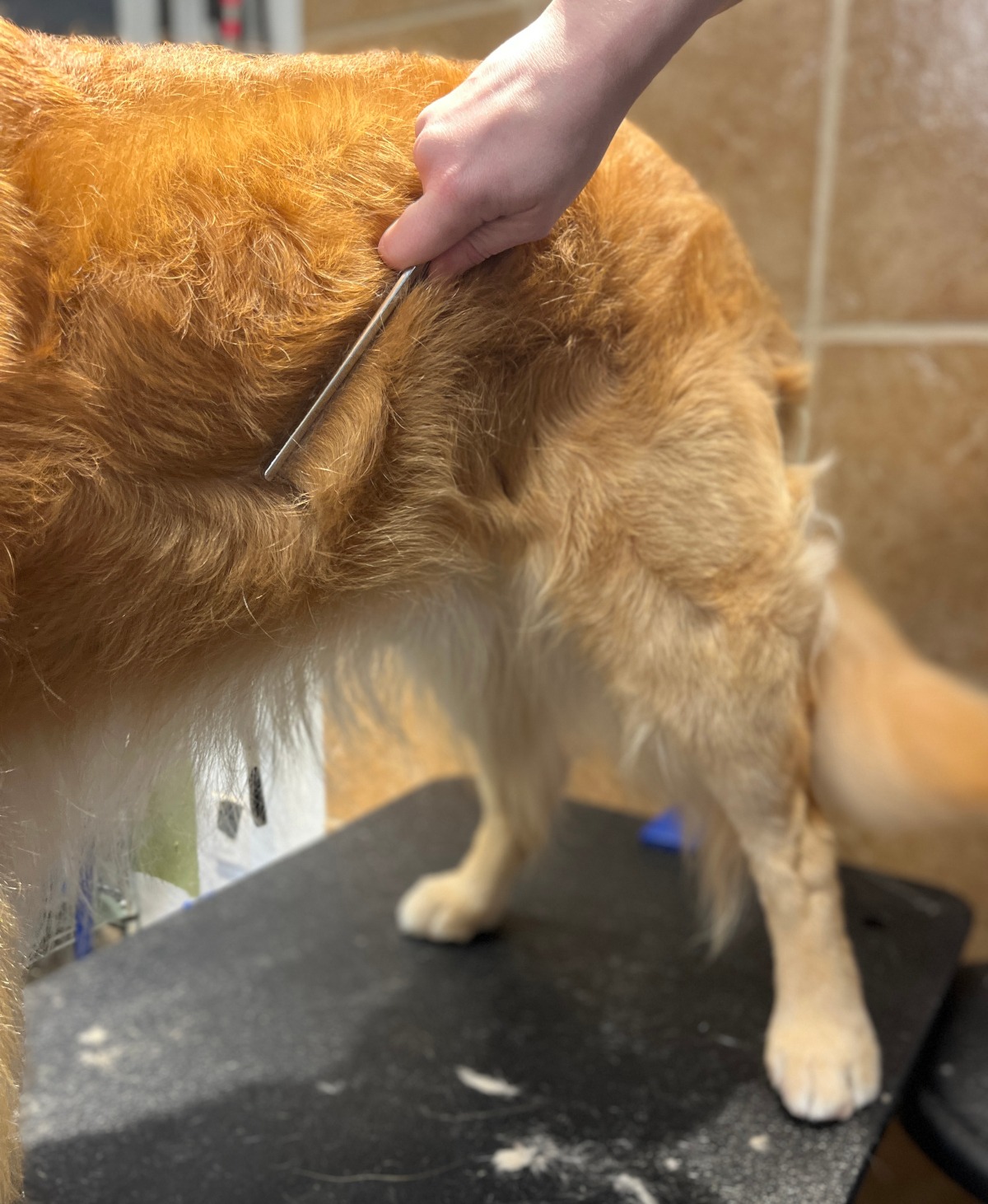 Grooming a dog by combing it