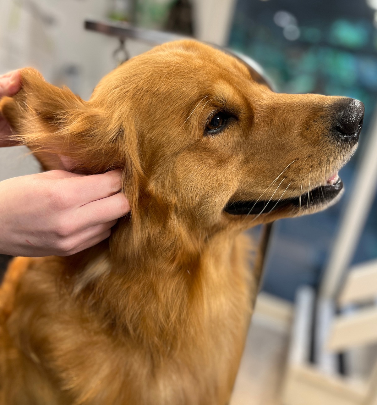 Grroming a dog by cleaning its ears
