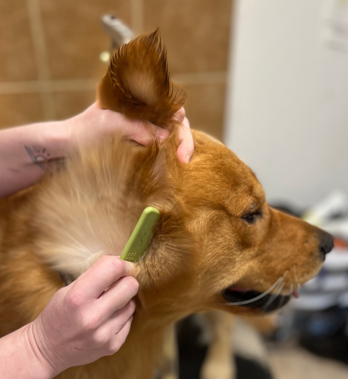 Grooming a dog by brushing its ears