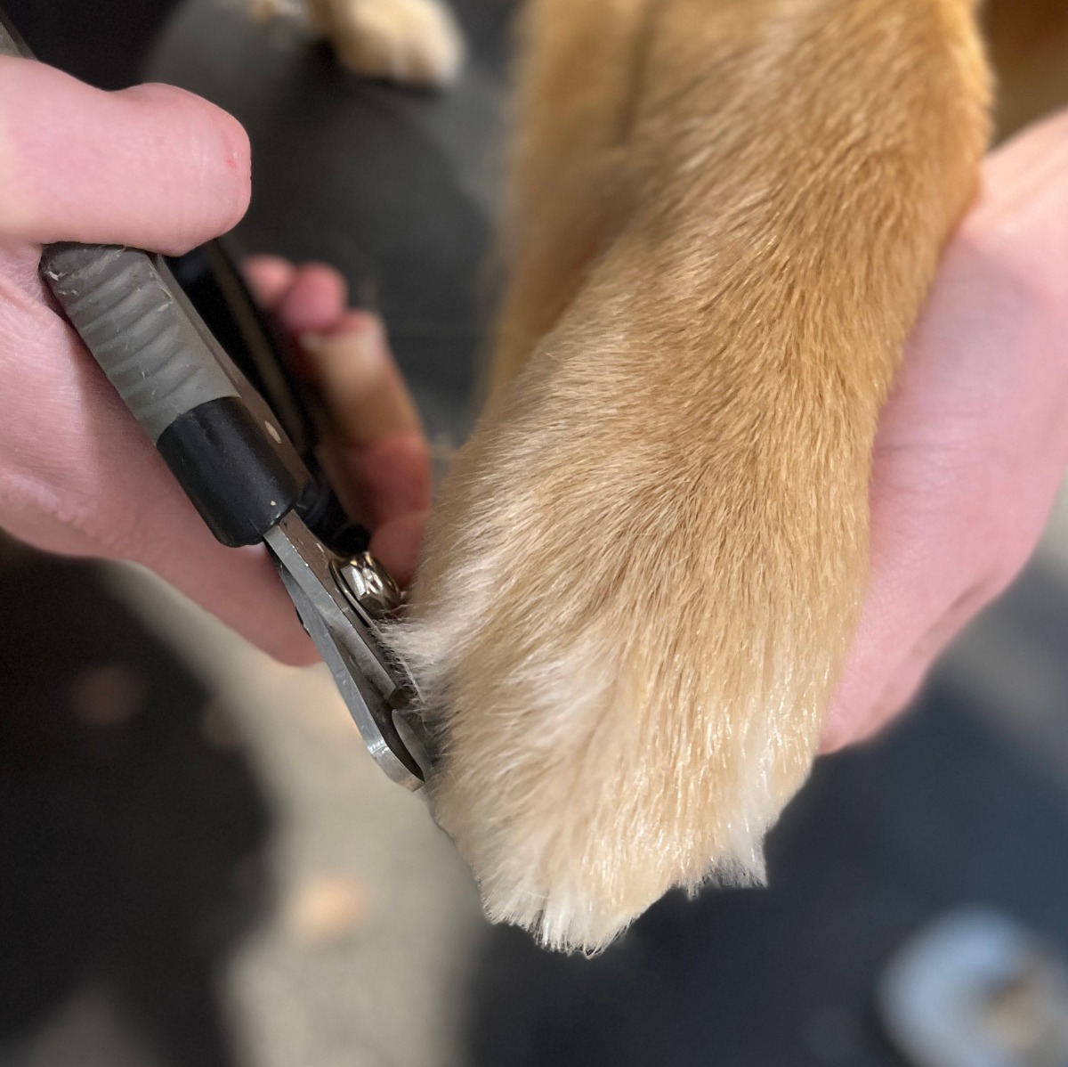 Grooming a dog by clipping its nails