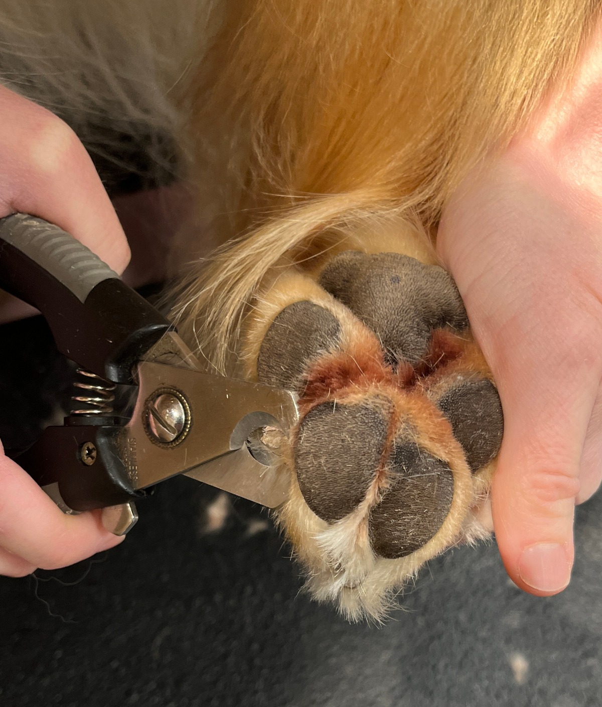 Grooming a dog by cutting its nails