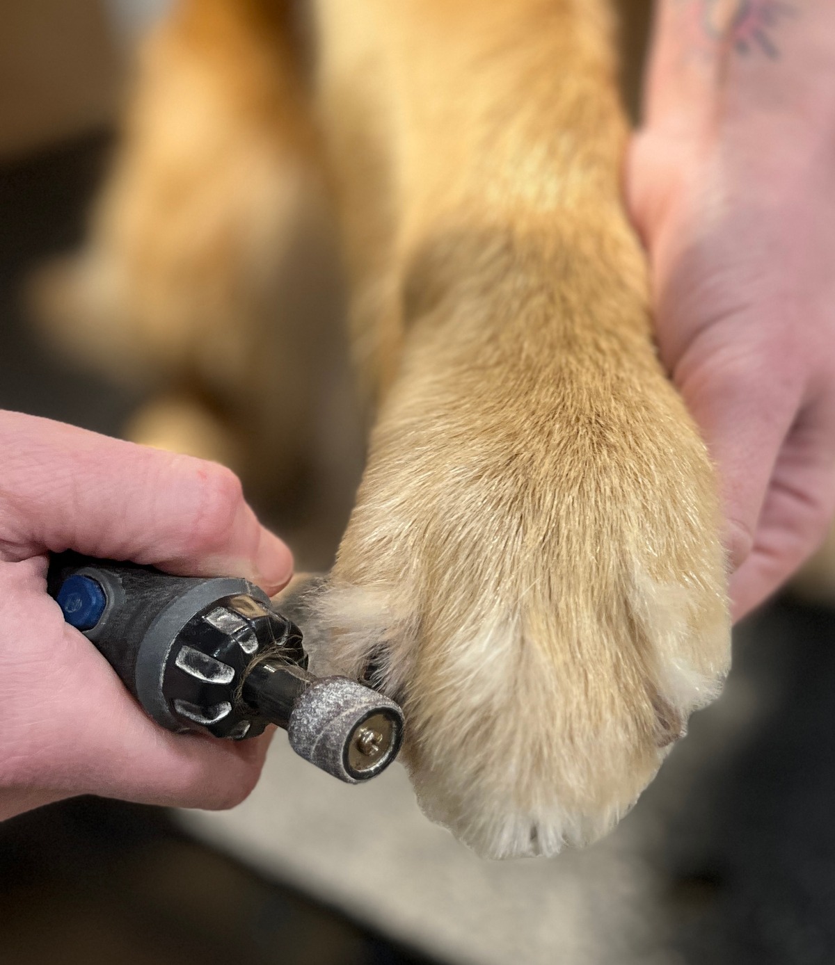 Grooming a dog by filing its nails