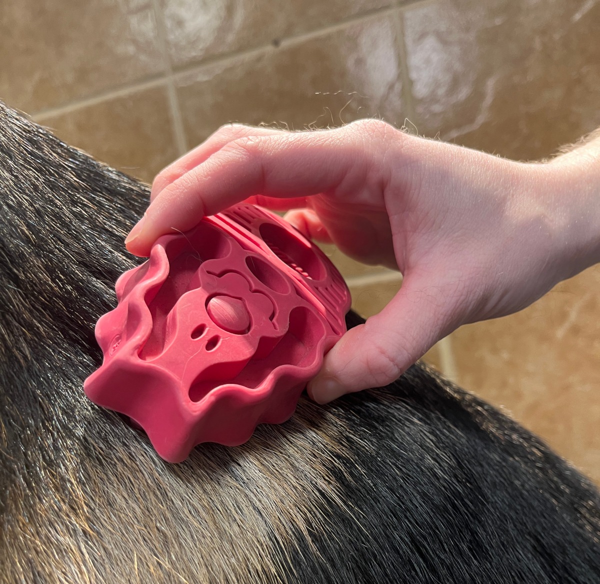 Brushing dog to remove mats with pink brush