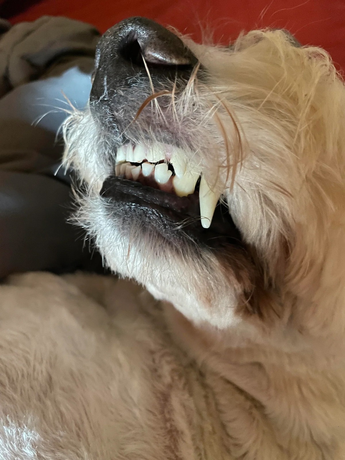 Grooming a dog by brushing its teeth