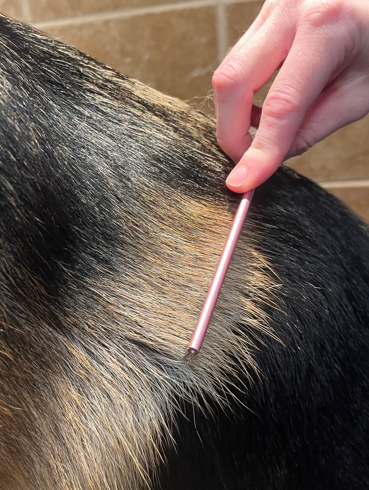 Grooming a dog by brushing it