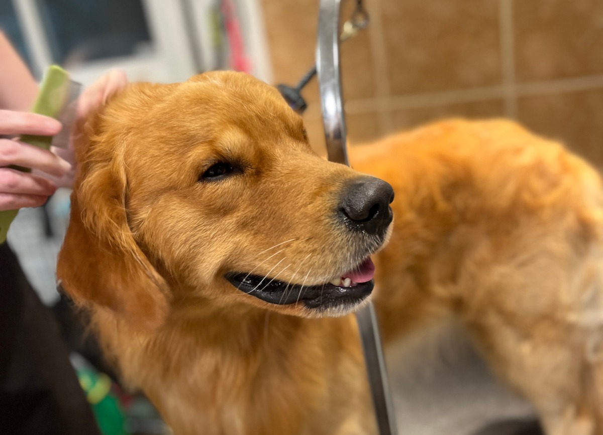 Happy dog being grooms